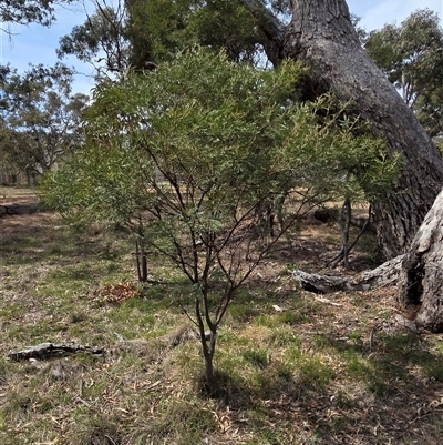 Acacia parramattensis (Parramatta Green Wattle) at Hackett, ACT - 2 Oct 2025 by HappyWanderer