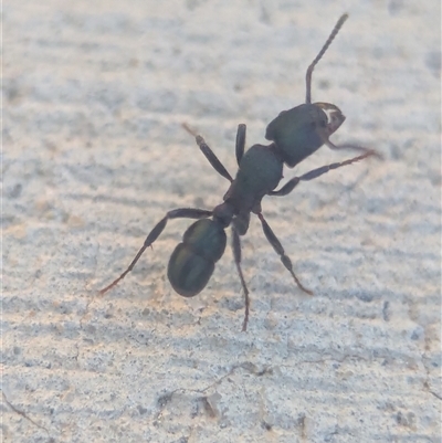 Rhytidoponera sp. (genus) (Rhytidoponera ant) at Holder, ACT - 24 Sep 2025 by Miranda