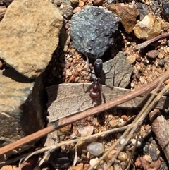 Iridomyrmex purpureus (Meat Ant) at Hackett, ACT - 24 Sep 2025 by HappyWanderer