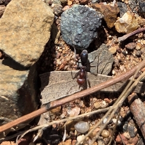 Iridomyrmex purpureus (Meat Ant) at Hackett, ACT - 24 Sep 2025 by HappyWanderer