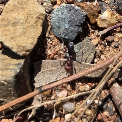 Iridomyrmex purpureus (Meat Ant) at Hackett, ACT - 24 Sep 2025 by HappyWanderer