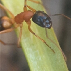 Camponotus consobrinus (Banded sugar ant) at Holder, ACT - 24 Sep 2025 by Miranda