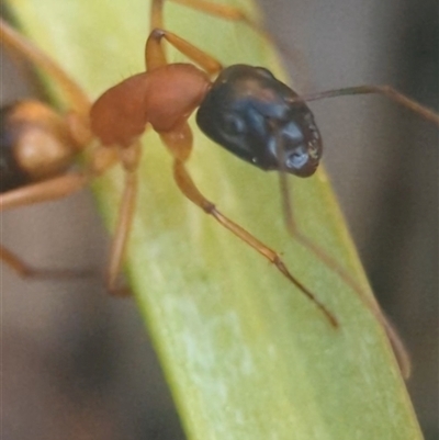 Camponotus consobrinus (Banded sugar ant) at Holder, ACT - 24 Sep 2025 by Miranda
