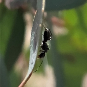 Camponotus sp. (genus) (A sugar ant) at Hackett, ACT - 24 Sep 2025 by HappyWanderer