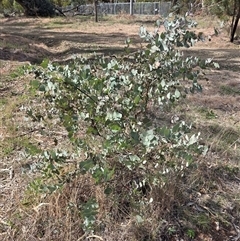 Eucalyptus bridgesiana (Apple Box) at Hackett, ACT - 24 Sep 2025 by HappyWanderer