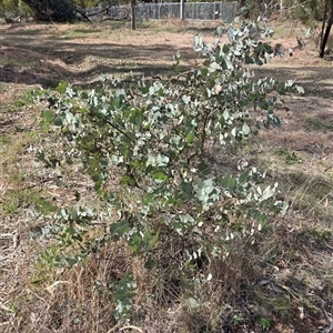 Eucalyptus bridgesiana (Apple Box) at Hackett, ACT - 24 Sep 2025 by HappyWanderer