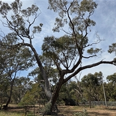 Eucalyptus bridgesiana (Apple Box) at Hackett, ACT - 2 Oct 2025 by HappyWanderer