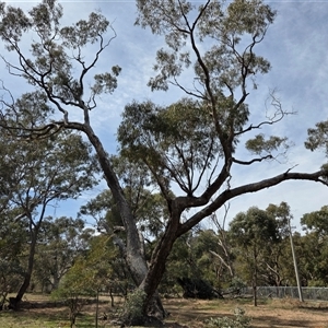 Eucalyptus bridgesiana (Apple Box) at Hackett, ACT - 2 Oct 2025 by HappyWanderer