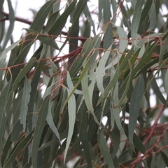 Eucalyptus bridgesiana at Hackett, ACT - 2 Oct 2025 10:48 AM