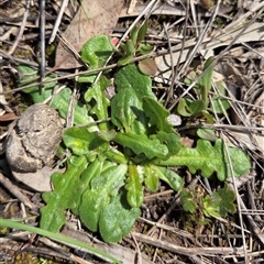 Hypochaeris radicata (Cat's Ear, Flatweed) at Hackett, ACT - 24 Sep 2025 by HappyWanderer
