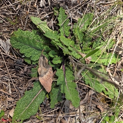 Salvia verbenaca var. verbenaca (Wild Sage) at Hackett, ACT - 24 Sep 2025 by HappyWanderer