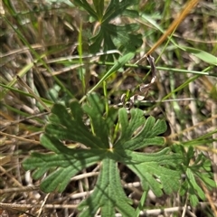 Geranium (genus) (Geranium) at Hackett, ACT - 24 Sep 2025 by HappyWanderer