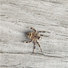 Unverified Spider at Calderwood, NSW - 18 Sep 2025 by CSK