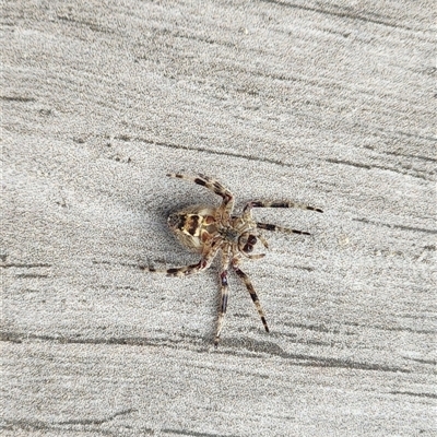 Unverified Spider at Calderwood, NSW - 18 Sep 2025 by CSK