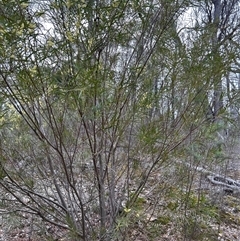 Acacia floribunda at O'Connor, ACT - 21 Sep 2025 by chiatro