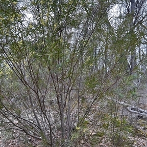 Acacia floribunda at O'Connor, ACT - 21 Sep 2025 by chiatro