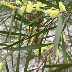 Acacia floribunda at O'Connor, ACT - 21 Sep 2025 by chiatro
