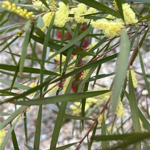 Acacia floribunda at O'Connor, ACT - 21 Sep 2025 by chiatro