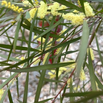 Acacia floribunda at O'Connor, ACT - 21 Sep 2025 by chiatro