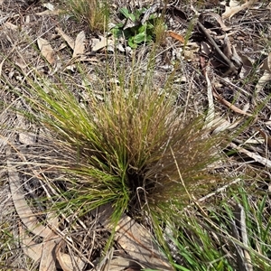 Nassella trichotoma (Serrated Tussock) at Hackett, ACT - 24 Sep 2025 by HappyWanderer