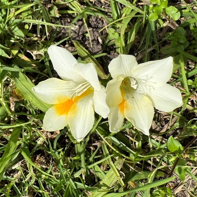 Freesia leichtlinii subsp. leichtlinii x Freesia leichtlinii subsp. alba at Reservoir, VIC - 24 Sep 2025 by Hejor1