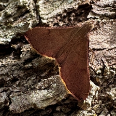 Endotricha pyrosalis (A Pyralid moth (Endotrichinae) at Reservoir, VIC - 24 Sep 2025 by Hejor1