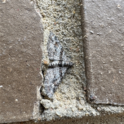 Phrissogonus laticostata (Apple Looper Moth) at Reservoir, VIC - 24 Sep 2025 by Hejor1