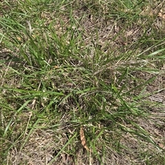 Unverified Grass at Hackett, ACT - 24 Sep 2025 by HappyWanderer