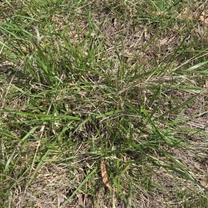 Unverified Grass at Hackett, ACT - 24 Sep 2025 by HappyWanderer