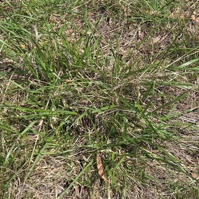 Unverified Grass at Hackett, ACT - 24 Sep 2025 by HappyWanderer