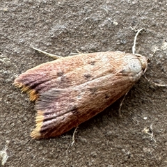 Tachystola acroxantha (A Concealer moth) at Reservoir, VIC - 24 Sep 2025 by Hejor1