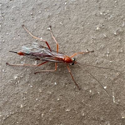 Dicamptus fuscicornis at Reservoir, VIC - 24 Sep 2025 by Hejor1