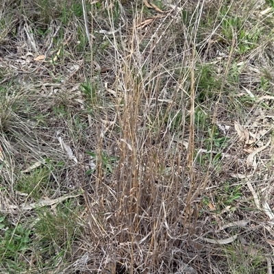 Bothriochloa macra (Red Grass, Red-leg Grass) at Hackett, ACT - 24 Sep 2025 by HappyWanderer