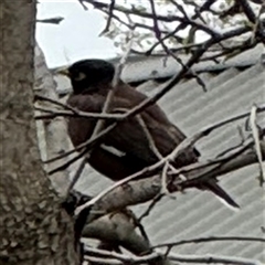 Acridotheres tristis (Common Myna) at Reservoir, VIC - 24 Sep 2025 by Hejor1