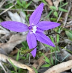 Glossodia major (Wax Lip Orchid) at Fentons Creek, VIC - 24 Sep 2025 by KL