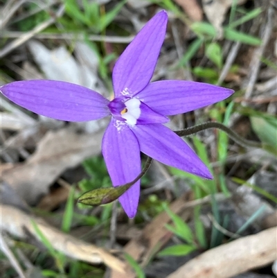 Glossodia major (Wax Lip Orchid) at Fentons Creek, VIC - 24 Sep 2025 by KL