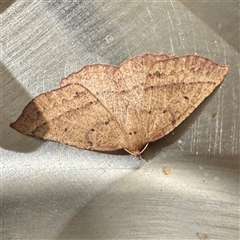 Idiodes prionosema (Ennominae, Diptychini) at Mount Dandenong, VIC - 23 Sep 2025 by Hejor1