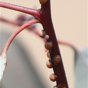 Eriococcus coriaceus (Gumtree Scale) at Hackett, ACT - 24 Sep 2025 by HappyWanderer