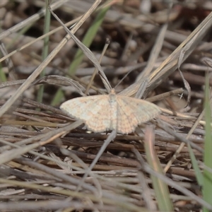 Scopula rubraria (Reddish Wave, Plantain Moth) at Hackett, ACT - 24 Sep 2025 by HappyWanderer