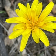 Microseris walteri (Yam Daisy, Murnong) at Fentons Creek, VIC - 24 Sep 2025 by KL