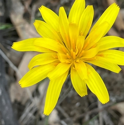 Microseris walteri (Yam Daisy, Murnong) at Fentons Creek, VIC - 24 Sep 2025 by KL