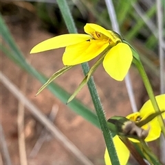 Diuris protena (Northern Golden Moth) by KL