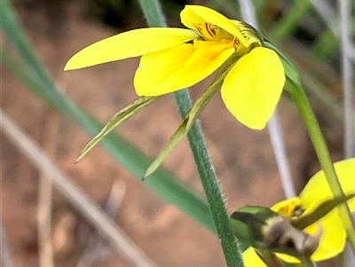 Diuris protena (Northern Golden Moth) by KL
