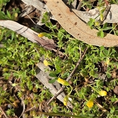 Oxalis (genus) (Wood Sorrel) at Hackett, ACT - 24 Sep 2025 by HappyWanderer