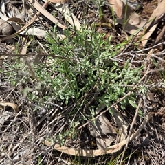 Vittadinia gracilis (New Holland Daisy) at Hackett, ACT - 24 Sep 2025 by HappyWanderer