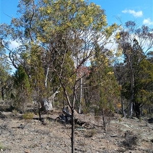 Acacia dealbata subsp. dealbata (Silver Wattle) at Cooma, NSW - 24 Sep 2025 by mahargiani