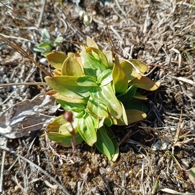 Centaurium sp. (Centaury) at Cooma, NSW - 24 Sep 2025 by mahargiani