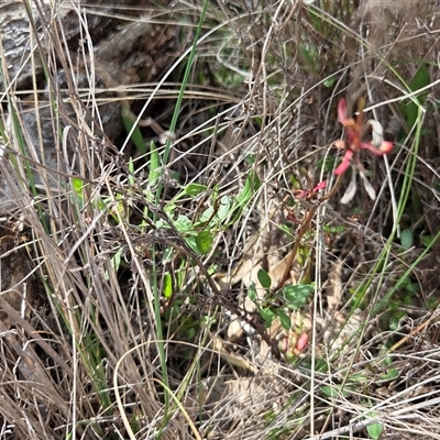 Rumex acetosella (Sheep Sorrel) at Hackett, ACT - 24 Sep 2025 by HappyWanderer