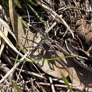 Tasmanicosa sp. (genus) (Tasmanicosa wolf spider) at Hackett, ACT - 24 Sep 2025 by HappyWanderer