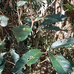 Cryptocarya obovata at Pappinbarra, NSW - 24 Sep 2025 by jonvanbeest